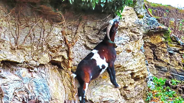 Die Burg-Berg-Ziege muß sich schon sehr strecken, um am Petersberg in Friesach an frische Blätter zu kommen.