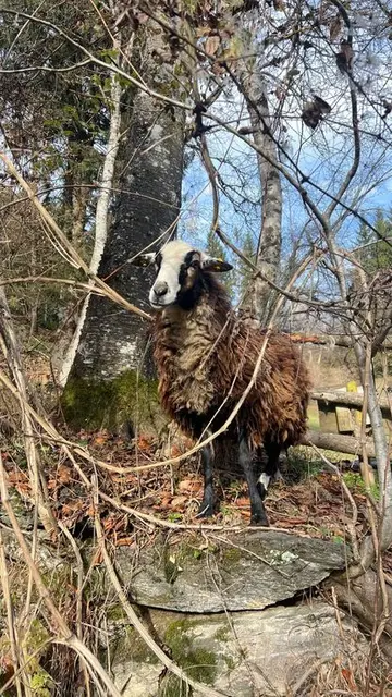 Hallo meine Freunde, ich hoffe, ihr habt meine geschorene Wolle schon verstrickt - denn der Winter naht mit frostiger und eisiger Kälte!