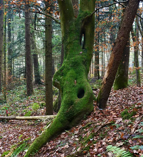 ein Kämpfer, er läßt sich durch nichts unterkriegen