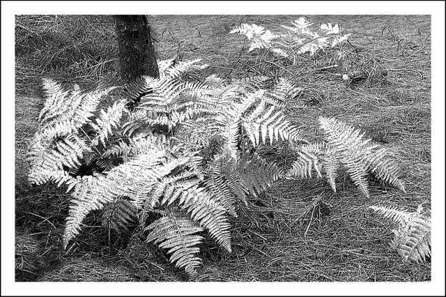 Im Bereich "Waldboden" (Thial - Landeck) eine schöne Farninsel entdeckt. | Foto: © by Ing. Günter Kramarcsik