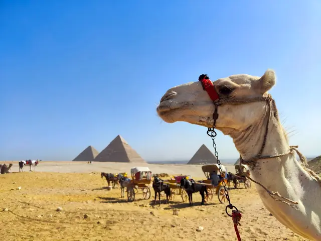 Tierische Gelassenheit vor weltberühmter Kulisse – Alltag im touristischen Gizeh in Ägypten. | Foto: Johanna Bamberger