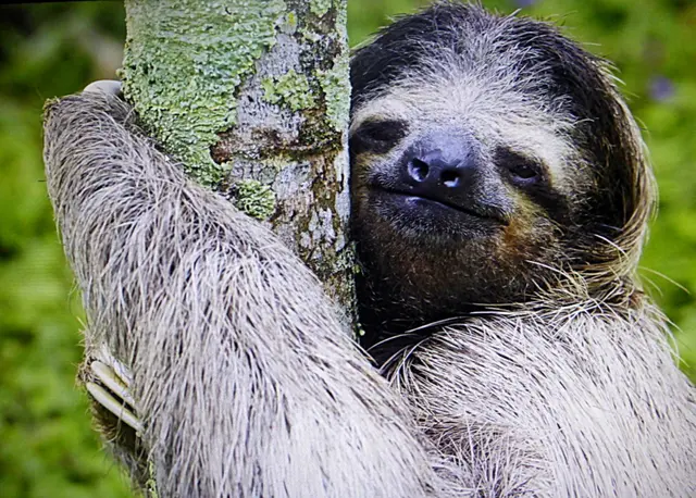 Faultiere sehen aus wie putzige Clowns – das liegt vor allem an ihrer Figur: Der kleine Kopf, winzige Augen und Ohren und ein Stummelschwanz stehen in großem Kontrast zu den kräftigen Armen und Beinen und dem langen Fell. Faultiere sind nicht faul, sondern nur langsam 📸