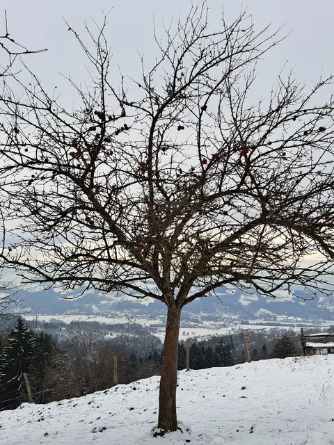 Die erste Schneepracht des Jahres am Panorama Höhenweg vom Panoramastüberl bis zum Sonntagberg ist eine willkommene Abwechslung vom Trubel der Stadt. | Foto: Stefanie Machtinger 