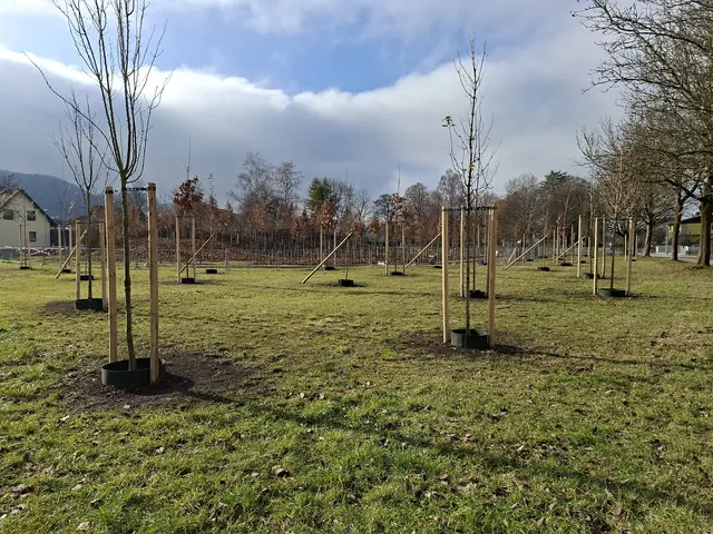 27.11.2025 Ebenthaler Siedlung - Beliebter Rodelhügel im Auftrag der Stadtpolitik für immer "zerstört" ... 