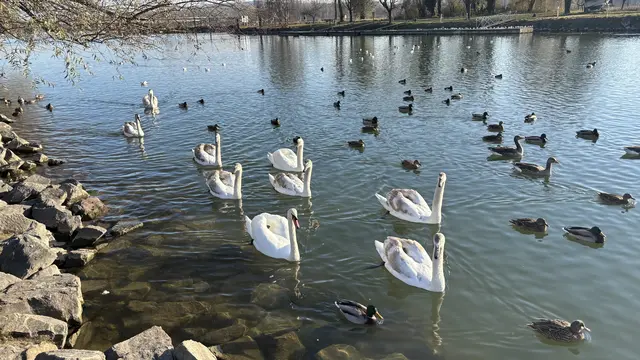 Schwanen-Familie im Behördenhafen