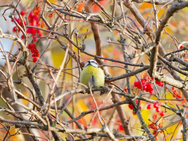 Die Blaumeise hat sich ein Plätzchen in einem Strauch voll roter Beeren gesucht, hier in der Nähe der Schönauer Teiche. | Foto: Anton Kroh