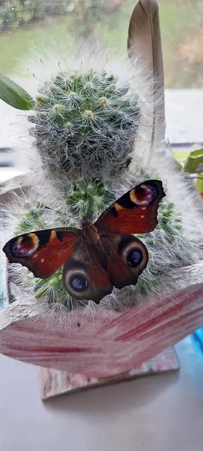 ...ein Überwinterungsgast, jedenfalls hat er es versucht um einen Unterschlupf zu finden.