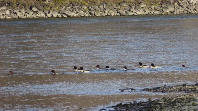 10 immer hungrige Gänsesäger