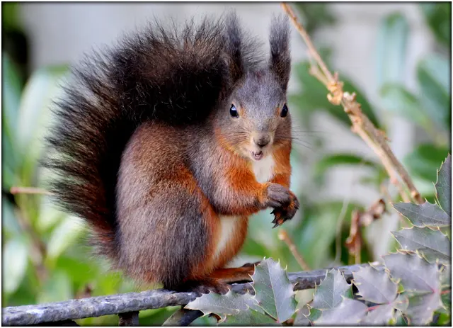 ... ein warmes Fell trägt jetzt das Eichhörnchen/ am Kommunalfriedhof 