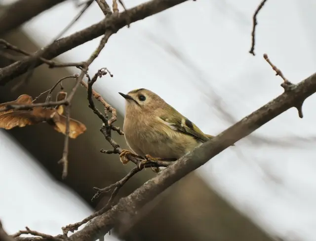Das winzige Wintergoldhähnchen ist schwer zu entdecken, es ist immer in Bewegung, Diesen Winzling fand ich in einem Baum am Triestingufer bei Leobersdorf. | Foto: Anton Kroh