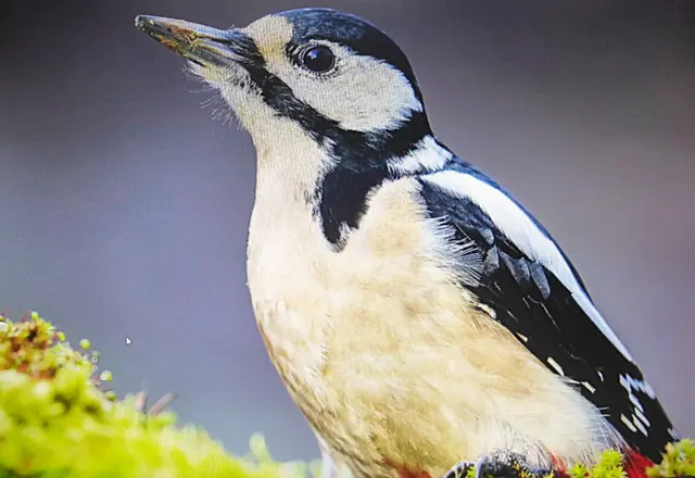 Der bekannteste und häufigste Specht bei uns ist der Buntspecht. Er ist ein richtiger Hingucker, mit seinem bunten Gefieder fällt er einem sofort ins Auge. Und wer ihn nicht sieht, nun, der kann ihn ganz sicher hören. Tocktock tocktock tocktock 📸