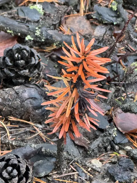 Wunderschön!
Die Pflanze auf dem Bild ist sehr wahrscheinlich ein Keimling einer Kiefer (Pinus), möglicherweise der Schwarz- oder Rotkiefer – mit ungewöhnlich orange gefärbten Nadeln, was auf Umweltstress oder Pigmentveränderung hindeuten könnte.
(Wikipedia)
