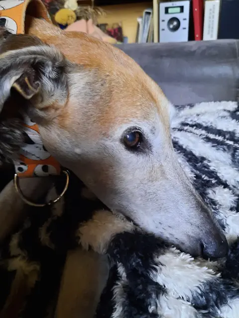 Spanischer Windhund auf Besuch