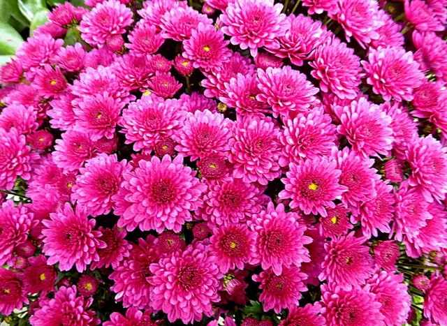 Gegen die oft tristen, grauen Tage im Herbst und Winter können blühende Pflanzen wahre Lichtblicke sein. Sowohl im Garten als auch im Haus sorgen spezielle Winterblüher und Zimmerpflanzen für Farbakzente und manchmal sogar für einen angenehmen Duft 🌸💖 🌺