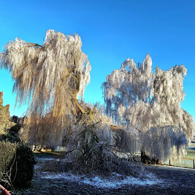 Zum anschauen sind die Bäume gewaltig stehend in der Natur sehr schön, diese sind belastend behangen. Nun die sonnige Erlösung.... | Foto: Sibylle
