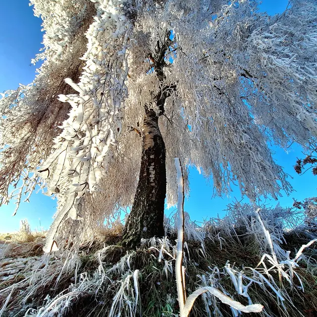 Kurz schien die sonnes wärme an den Baum, kurz darauf fielen diese eisigen gehänge vom Baum, zu Boden | Foto: Sibylle
