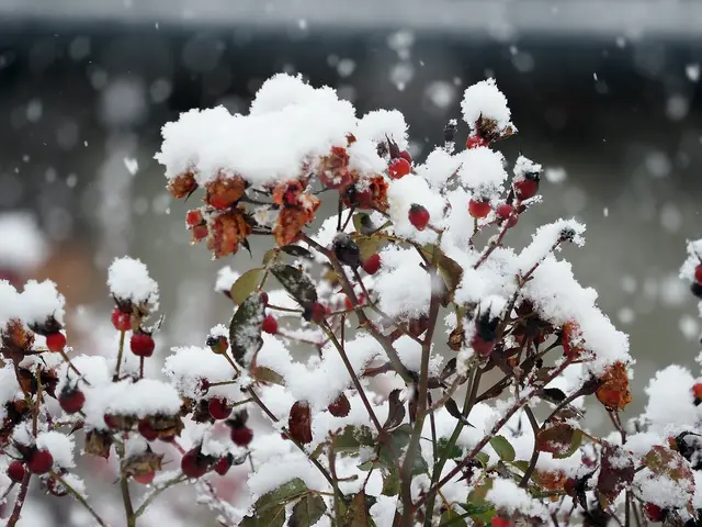 Wer hätte es vor 14 Tagen noch gedacht? Weiße Weihnachten sind schon eine Rarität! Vorallem so eine "Punktlandung" genau am Heiligen Abend. Ich kann mich tatsächlich gar nicht mehr erinnern, wann bei uns zuletzt am 24.12 Schnee lag. Schön ist es und freuen wir uns über die schöne weiße Pracht. 