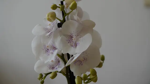 winterblüher zimmerpflanzen Viburnum tinus Immergrüner Schneeball Gartenpflanze Ø19cm 90cm
