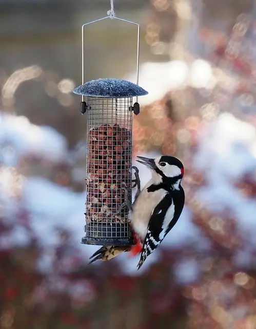 Meine neuen Dauergäste. Früher kamen die Spechte nur Fallweise, jetzt kommen sie täglich. Mit seinen langen Krallen kann der Specht sich perfekt festklammern, auch wenn er manchmal hin und herschaukelt. 