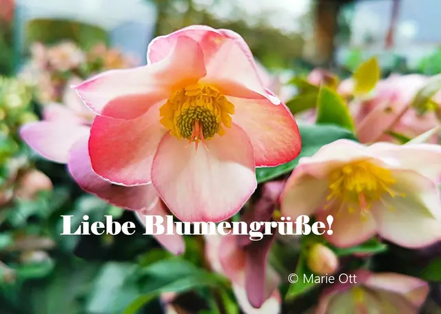Liebe Blumengrüße!