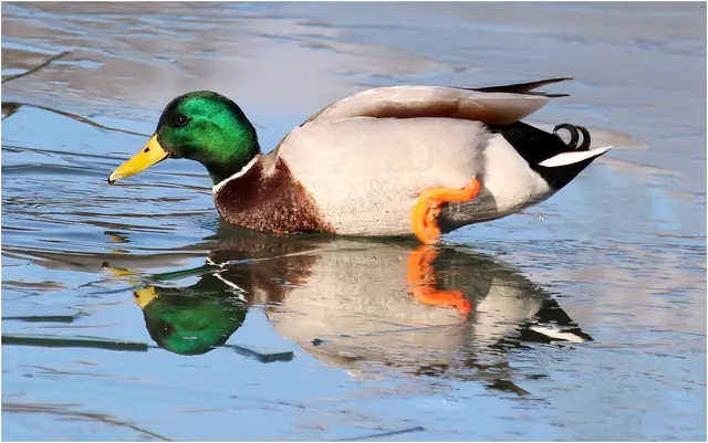 Stockentenerpel am Weiher, beim Zufluss friert der Weiher nie ganz zu, dort halten sich die Wasservögel auf 