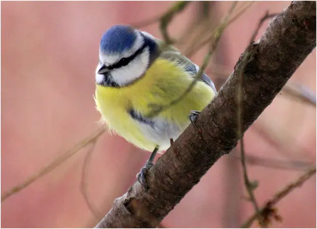 ...der Zählung, und auf den Frühling ;-), Blaumeise im Park