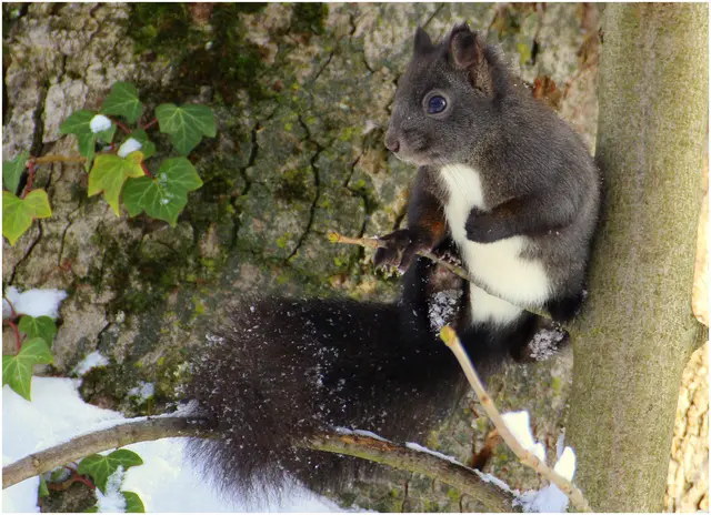 nicht sehr begeistert vom Schnee scheint das kleine Eichkatzerl am Friedhof 
