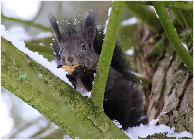 ... dann geh ich wieder in meinen warmen Kobel 