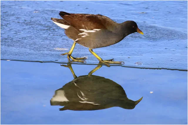 Teichhuhn am eisigen Teich