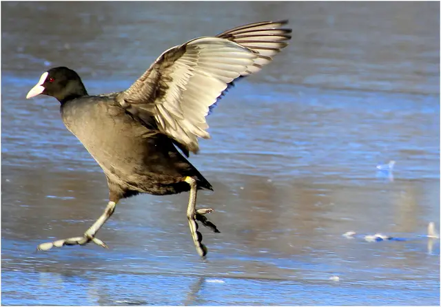 das Blässhuhn sprintet  über den eisigen Teich