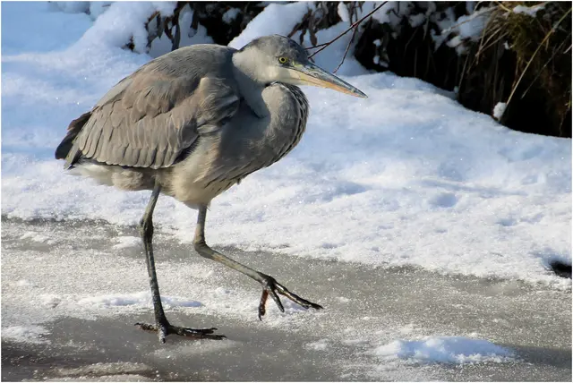Graureiher an der eisigen Glan 