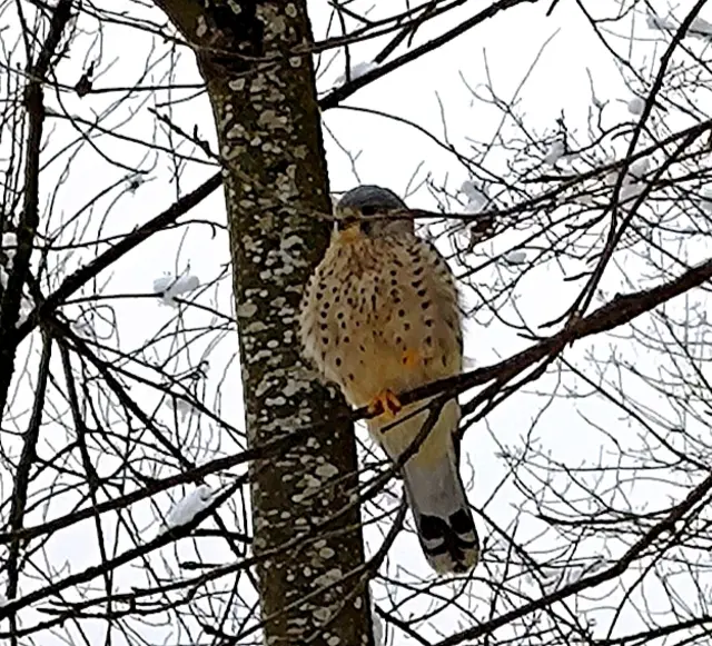 Ein Turmfalke saß ganz ruhig auf einem Ast und lies sich fotografieren 😀.  | Foto: Martina Laserer