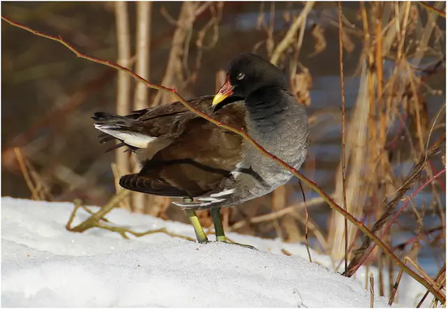 ...das Teichhuhn genießt die Wintersonne, nur die Füße bleiben kühl 