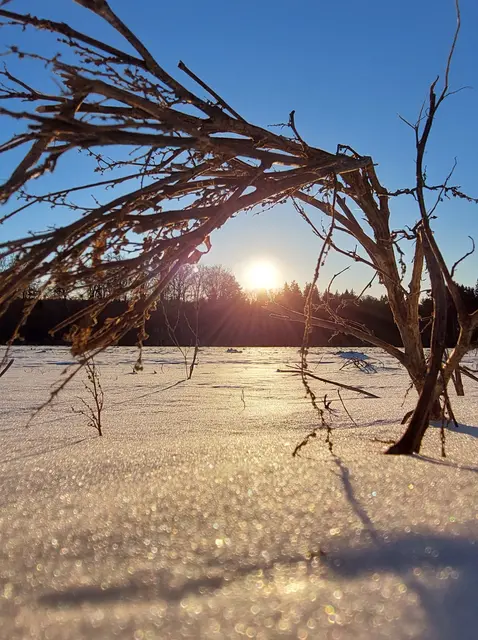 Beim Spazieren Nähe Ybbs entstand dieses Foto eines winterlichen Sonnenuntergangs. Jedoch handelt es sich hier nicht um einen Baum oder Strauch, sondern um eine lediglich 15 cm hohe Pflanze - alles eine Frage der Perspektive!