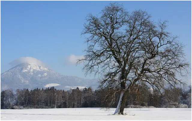 ...im Hintergrund der Gaisberg mit Haube, der Baum wird auch gerne von den Reihern als Rastplatz genutzt