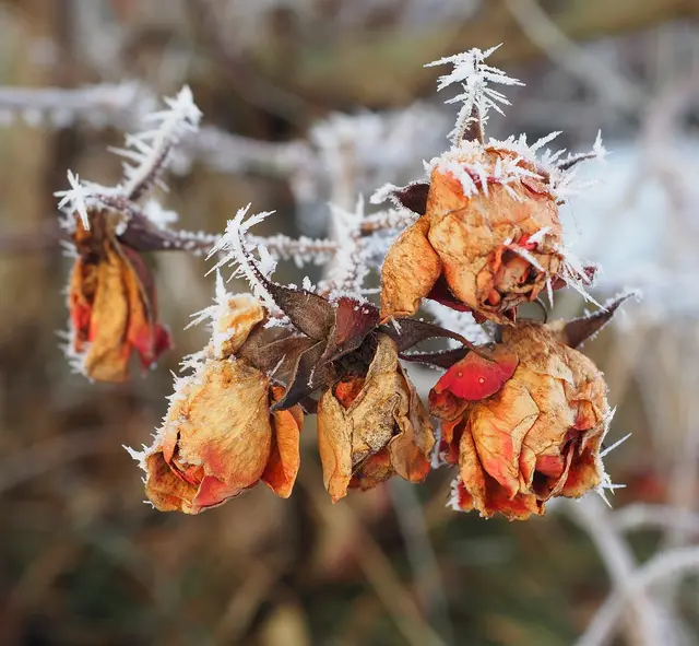 Manchmal auch im Winter. Heute in der Früh zumindest gab es für die Rosen eisige Stachel.