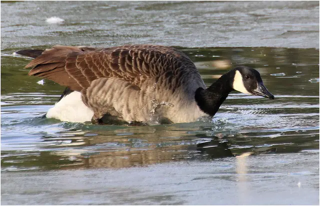 ... ins Eis eingebrochen ist die Kanadagans am Weiher 