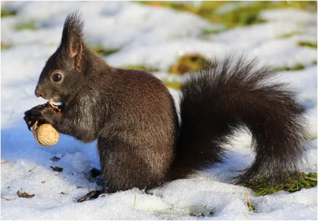 Eichhörnchen am Kommunalfriedhof