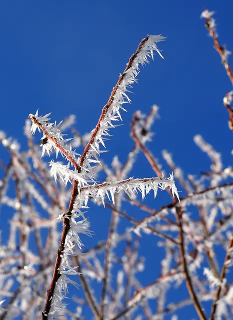 Nebel und Minusgrade ergeben eine stachelige Landschaft am Morgen. Diesen Anblick gibt es manchmal öfter im Winter, dann sollte man sich dieses Schauspiel nicht entgehen lassen. Heute musste man allerdings schnell sein, denn die Sonne hat die filigranen Kunstwerke dann ruckzuck verschwinden lassen.