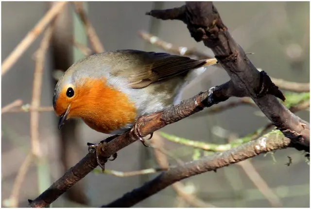 ...Rotkehlchen auf dem Weg zur Futterstelle im Donnenbergpark