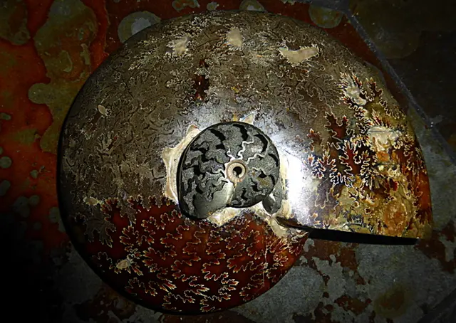 AMMONIT - RYAZAN - RUSSLAND  📸