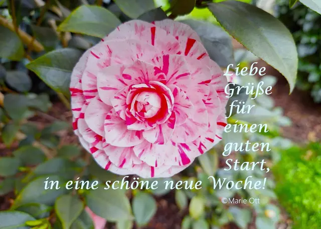 Liebe Grüße für einen guten Start, in eine schöne neue Woche!