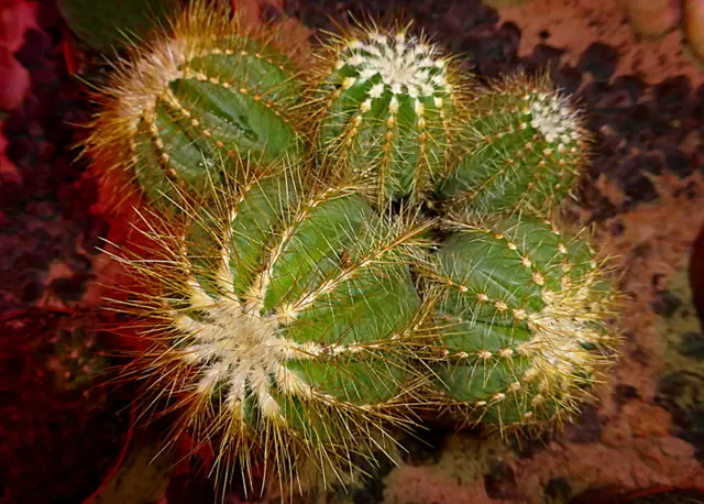 Schwiegermuttersitz - Echinocactus grusonii 🫣