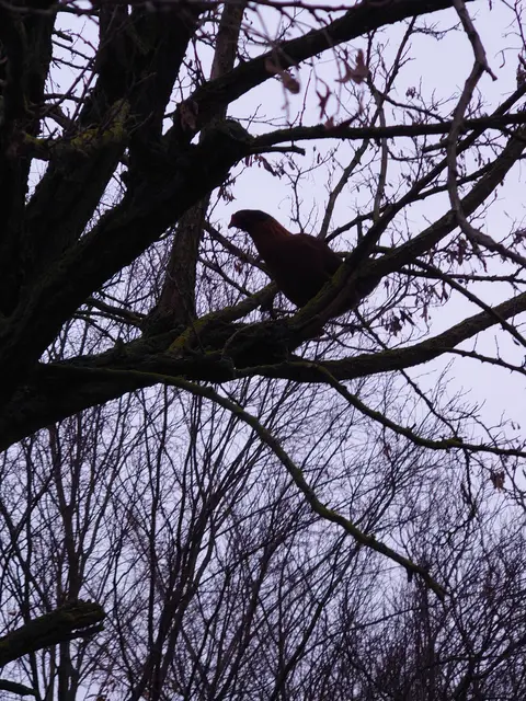 ... auch Hühner sind hoch in der Luft zu finden