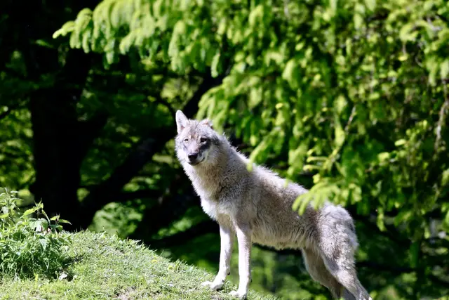 im Sommer | Foto: Friedrich Toussaint