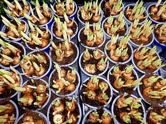 Bald ist es soweit 🌷🎉 Die Blumen blühen und langsam wird es wärmer. Das kann nur eins bedeuten: Der Frühling kommt 🌸 