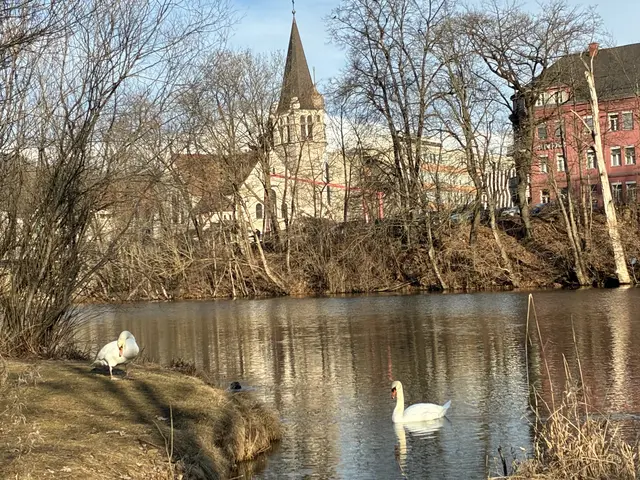 Schwanenposing am Bermenweg. | Foto: ©Erich Wilfing