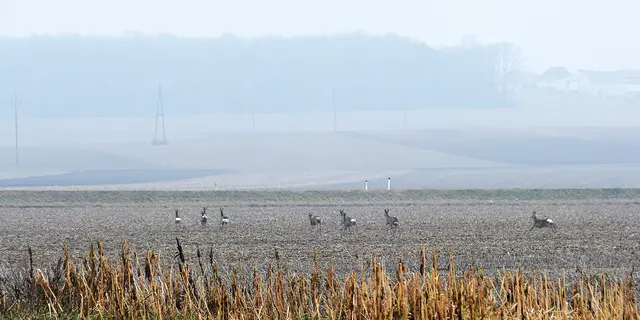 Als die neun Rehe die Straße überquerten kahm gerade ein Auto daher.