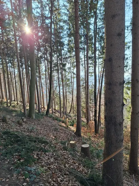sie noch - die Sonne  | Foto: ©Edeltraud Fleisch 