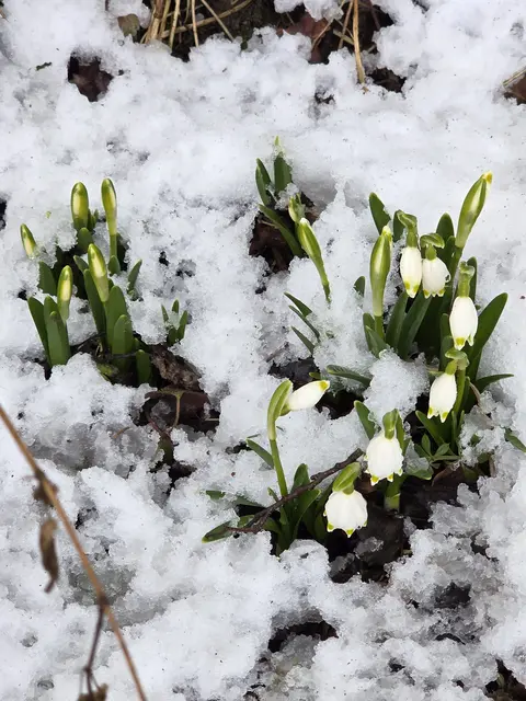 Schnee von gestern 😉
Die Frühlingsknotenblumen stecken tapfer ihre Köpfe durch den Schnee.

Fotografiert in Klam am 21.02.2026.